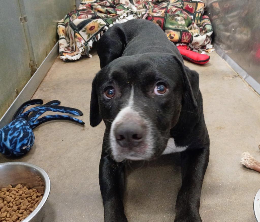 Enlarge Peter, a Adoptable mixed breed in La Porte, IN image 1/1