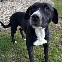 Enlarge Peter, a Adoptable mixed breed in La Porte, IN image 2/2