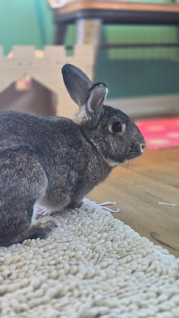 Enlarge Thumper, a Adoptable American in Sebastian, FL image 1/6