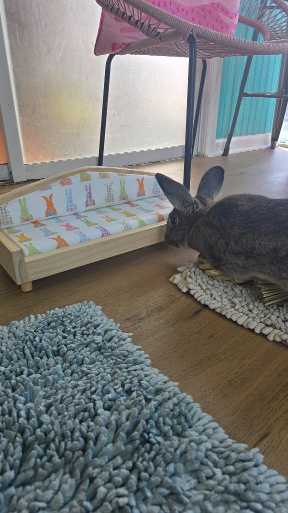 Enlarge Thumper, a Adoptable American in Sebastian, FL image 4/6
