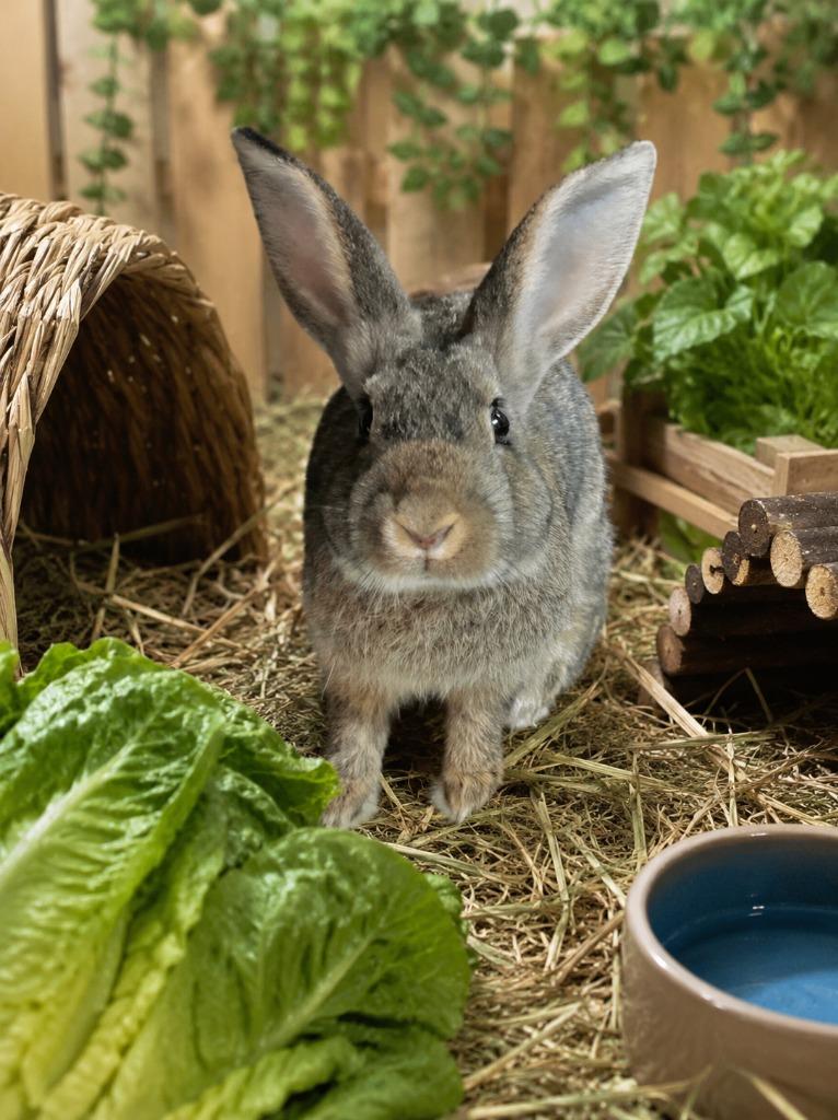 Enlarge Thumper, a Adoptable American in Sebastian, FL image 5/6