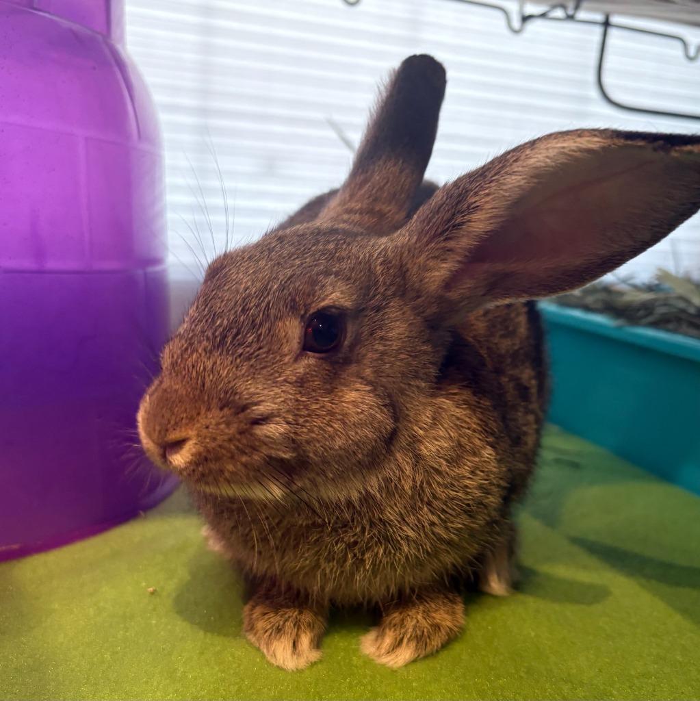 Enlarge Thumper, a Adoptable American in Sebastian, FL image 6/6