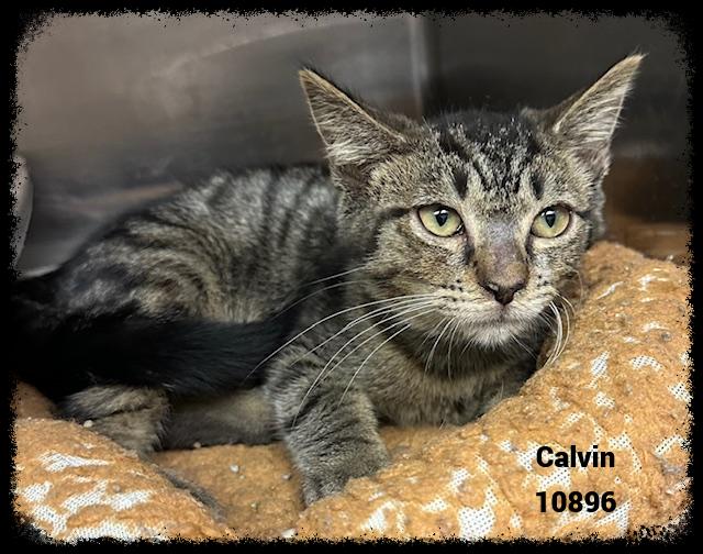 CALVIN