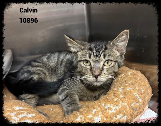 CALVIN