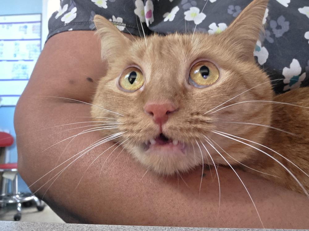 Enlarge Cheeto, a Adoptable Domestic Short Hair in Fort Walton Beach, FL image 1/1