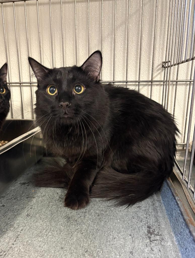 Mongo, Adoptable, Young Male Domestic Medium Hair.