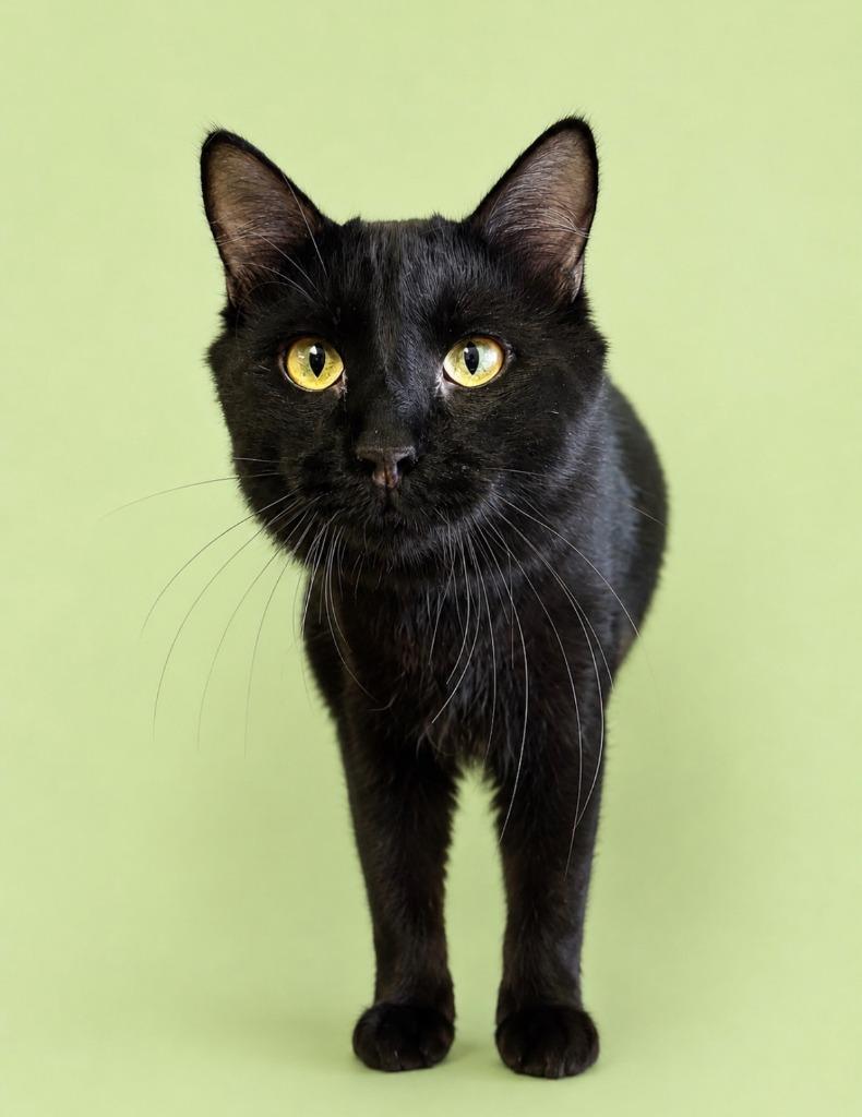 Mongo, a Adoptable mixed breed in Rock Springs, WY image 2/2