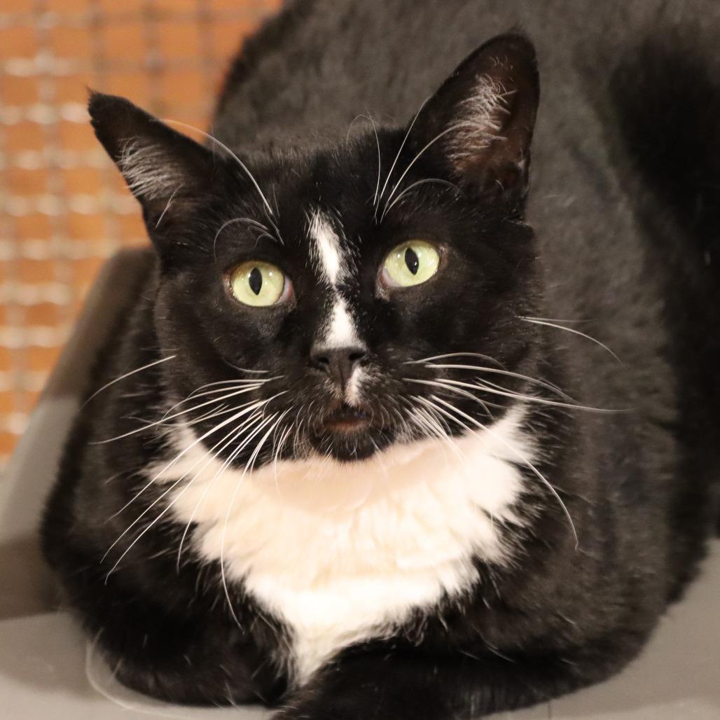 Enlarge Jimmy John, a Adoptable Domestic Short Hair in Tucson, AZ image 1/4