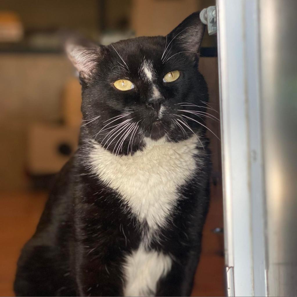 Enlarge Jimmy John, a Adoptable Domestic Short Hair in Tucson, AZ image 1/3