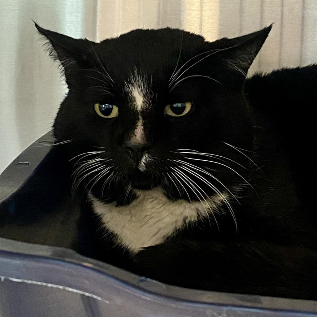 Enlarge Jimmy John, a Adoptable Domestic Short Hair in Tucson, AZ image 2/3