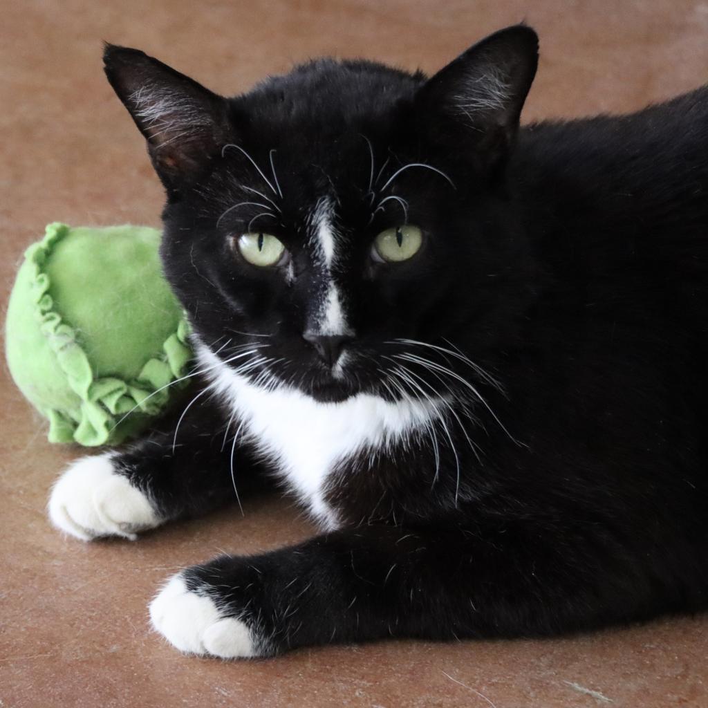 Enlarge Jimmy John, a Adoptable Domestic Short Hair in Tucson, AZ image 3/3