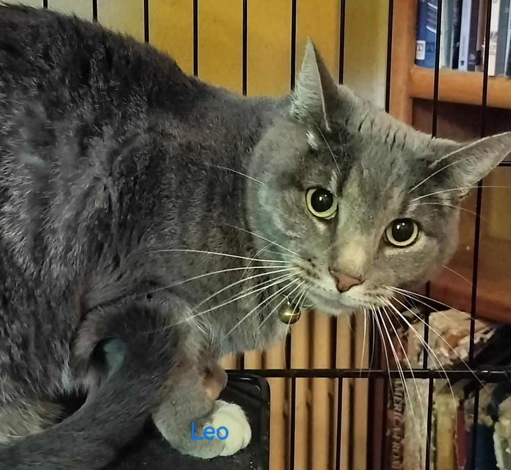 Leo, Adoptable, Adult Male Domestic Short Hair.