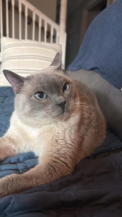 Espresso (in a foster home), Adoptable, Adult Male Siamese & Domestic Short Hair.