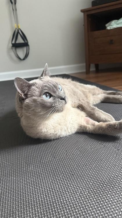 Enlarge Espresso (in a foster home), a Adoptable mixed breed in Baton Rouge, LA image 2/3