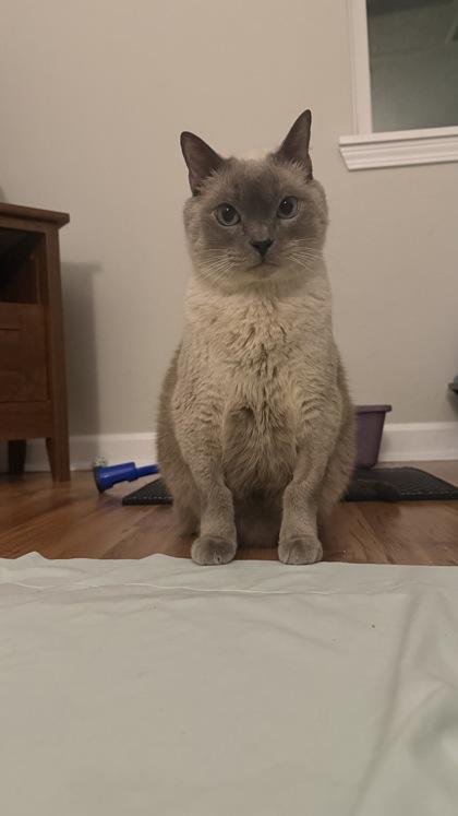 Enlarge Espresso (in a foster home), a Adoptable mixed breed in Baton Rouge, LA image 3/3