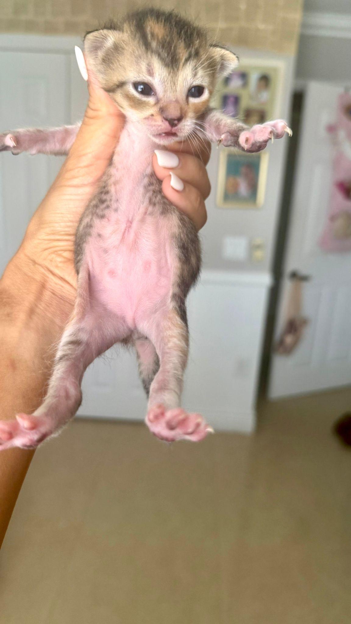 Valineth, Baby Female unknown
