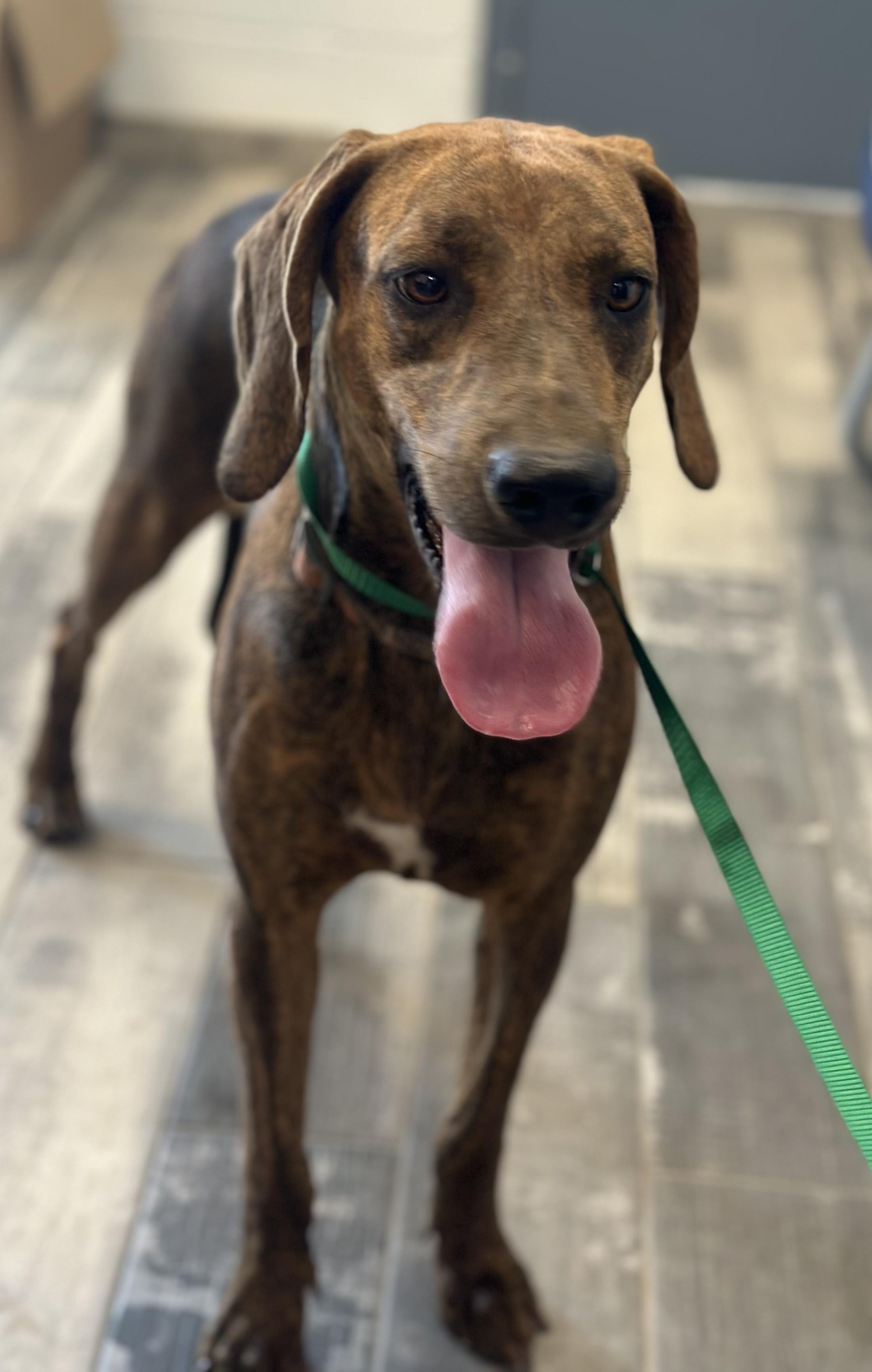 Enlarge Madonna - AVAILABLE 08-31-2026, a ADOPTABLE mixed breed in Stafford, VA image 1/1