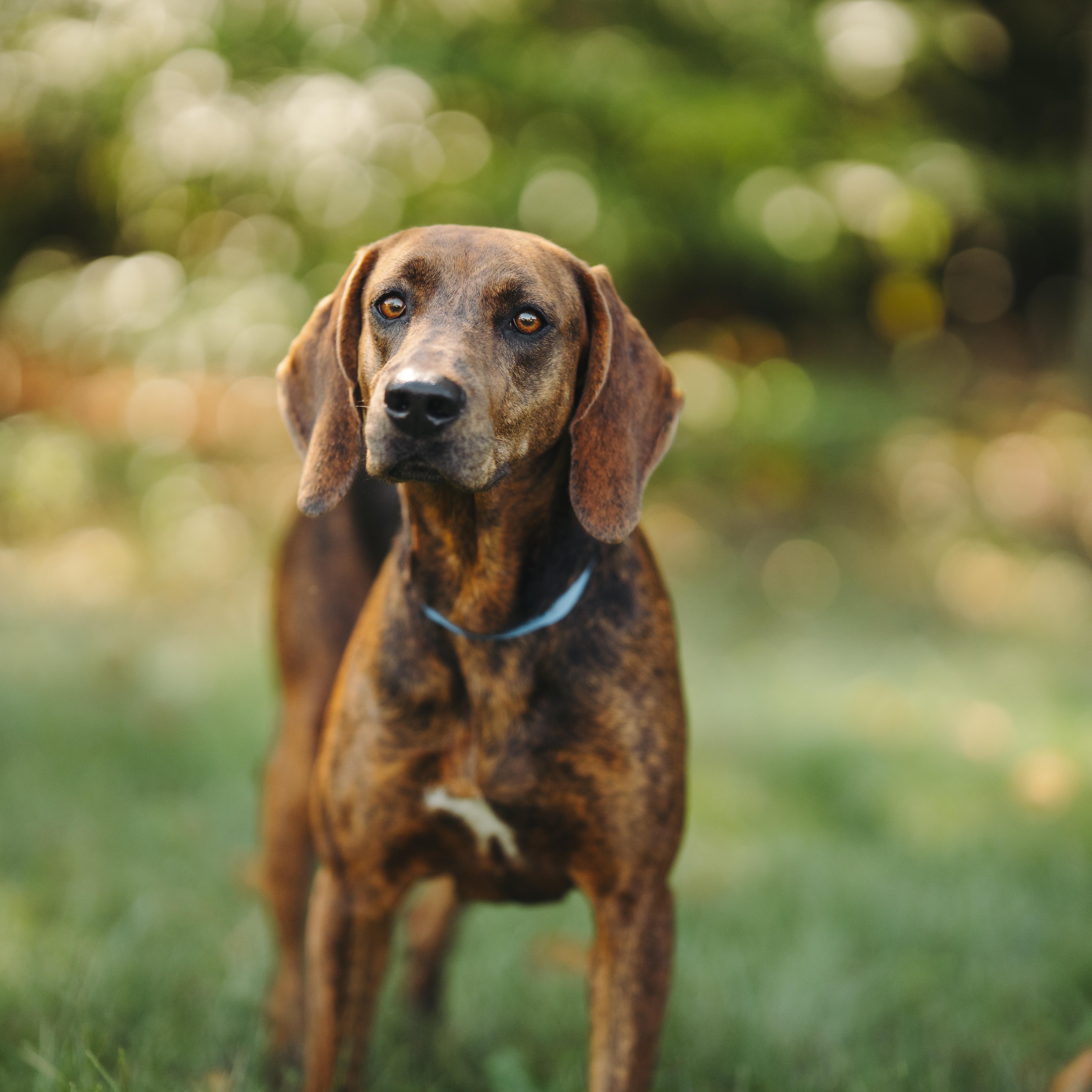 Madonna, Adoptable, Adult Female Hound.
