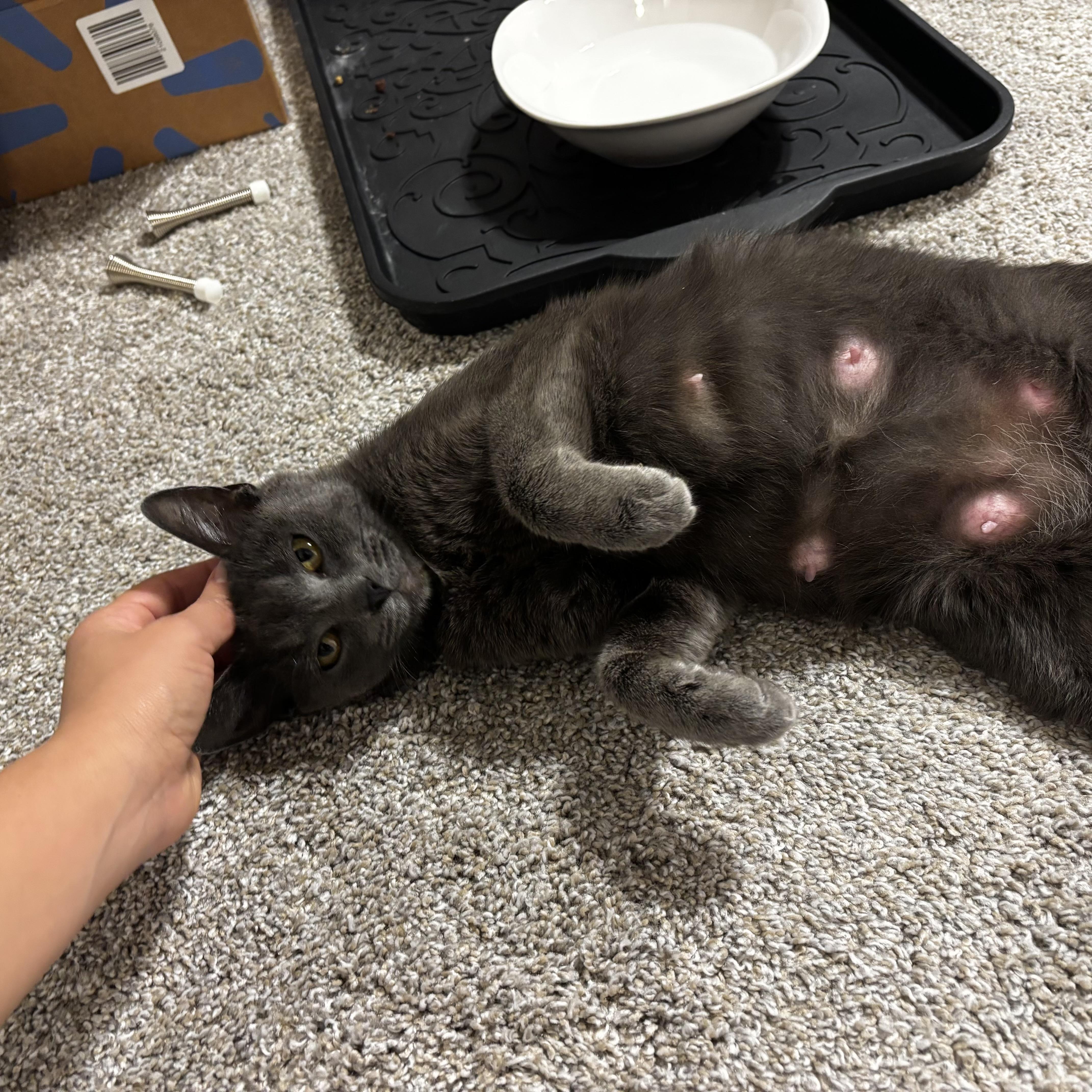 Enlarge Queen Mushroom, a ADOPTABLE Russian Blue in Bentonville, AR image 3/4