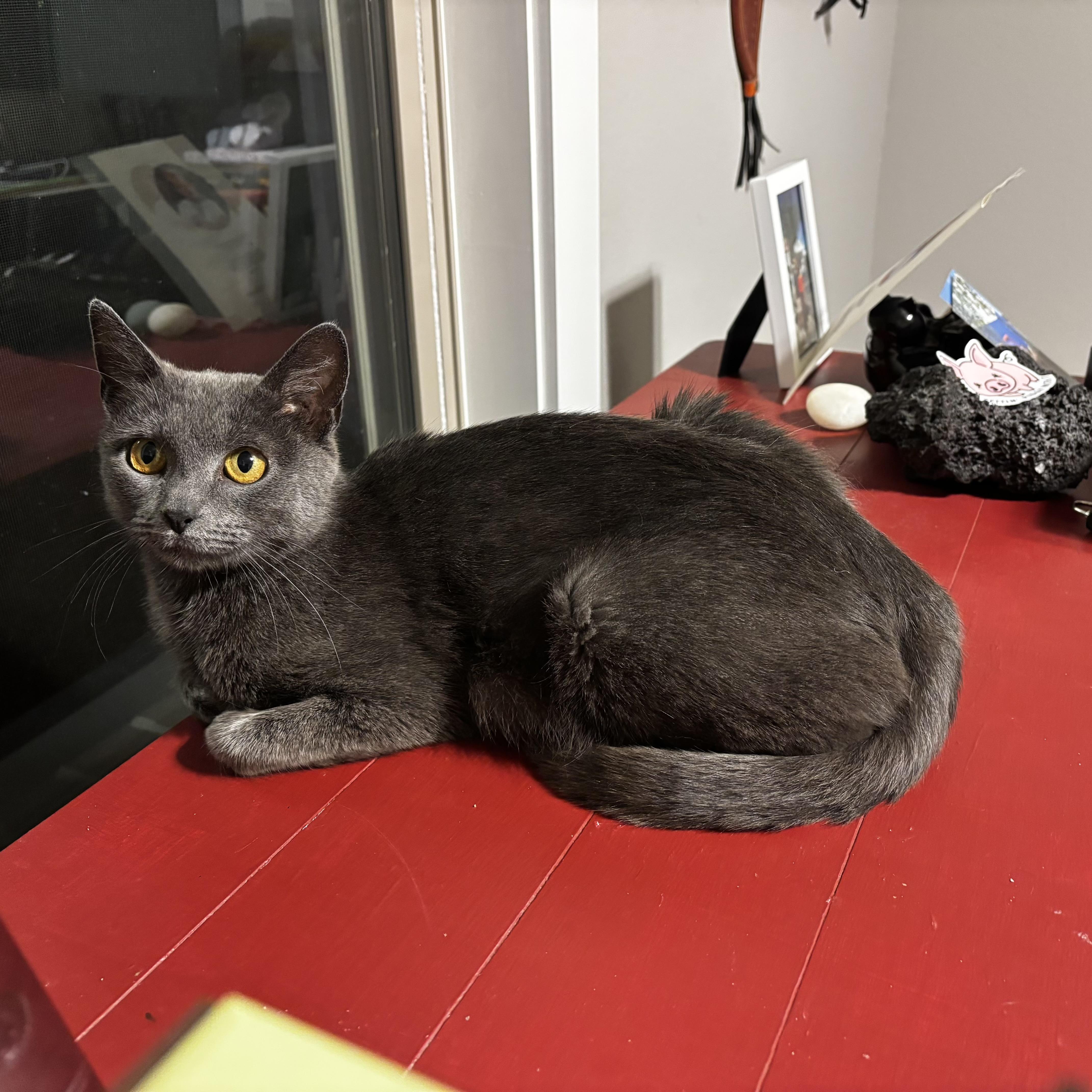 Enlarge Queen Mushroom, a ADOPTABLE Russian Blue in Bentonville, AR image 1/4