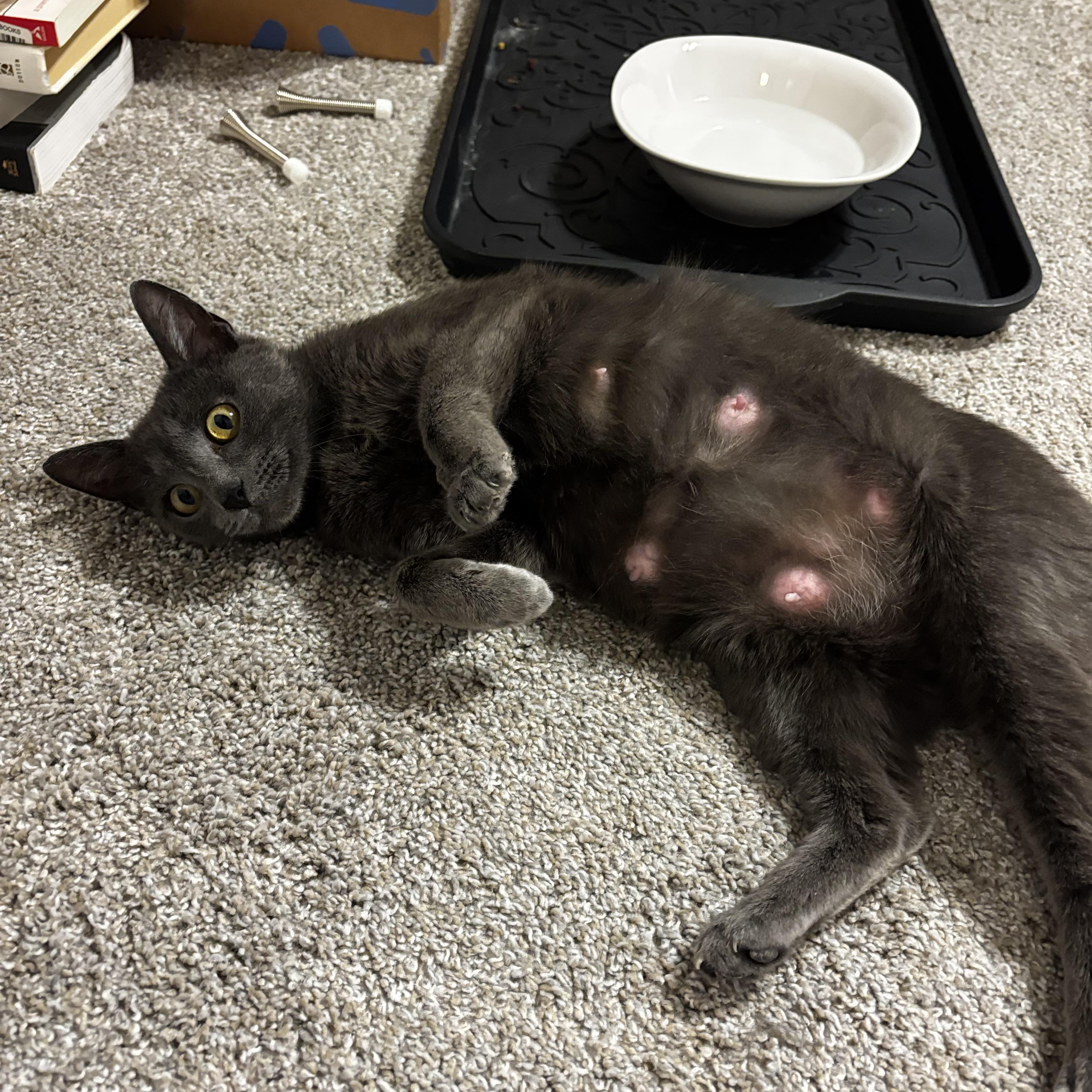 Enlarge Queen Mushroom, a ADOPTABLE Russian Blue in Bentonville, AR image 2/4