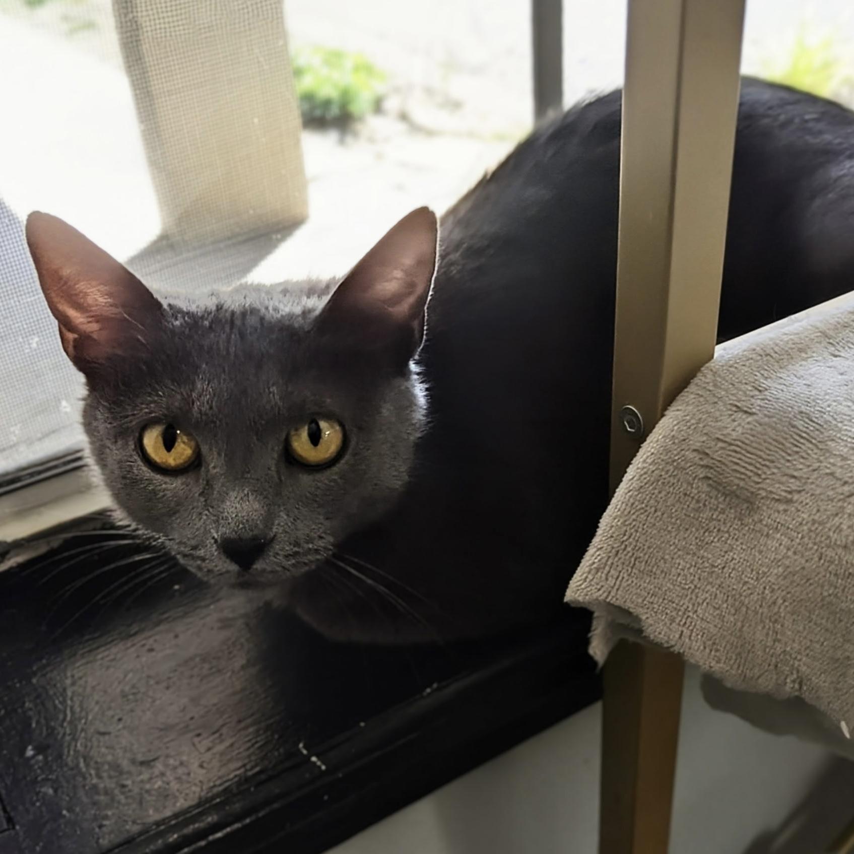 Queen Mushroom, ADOPTABLE, Adult Female Russian Blue.