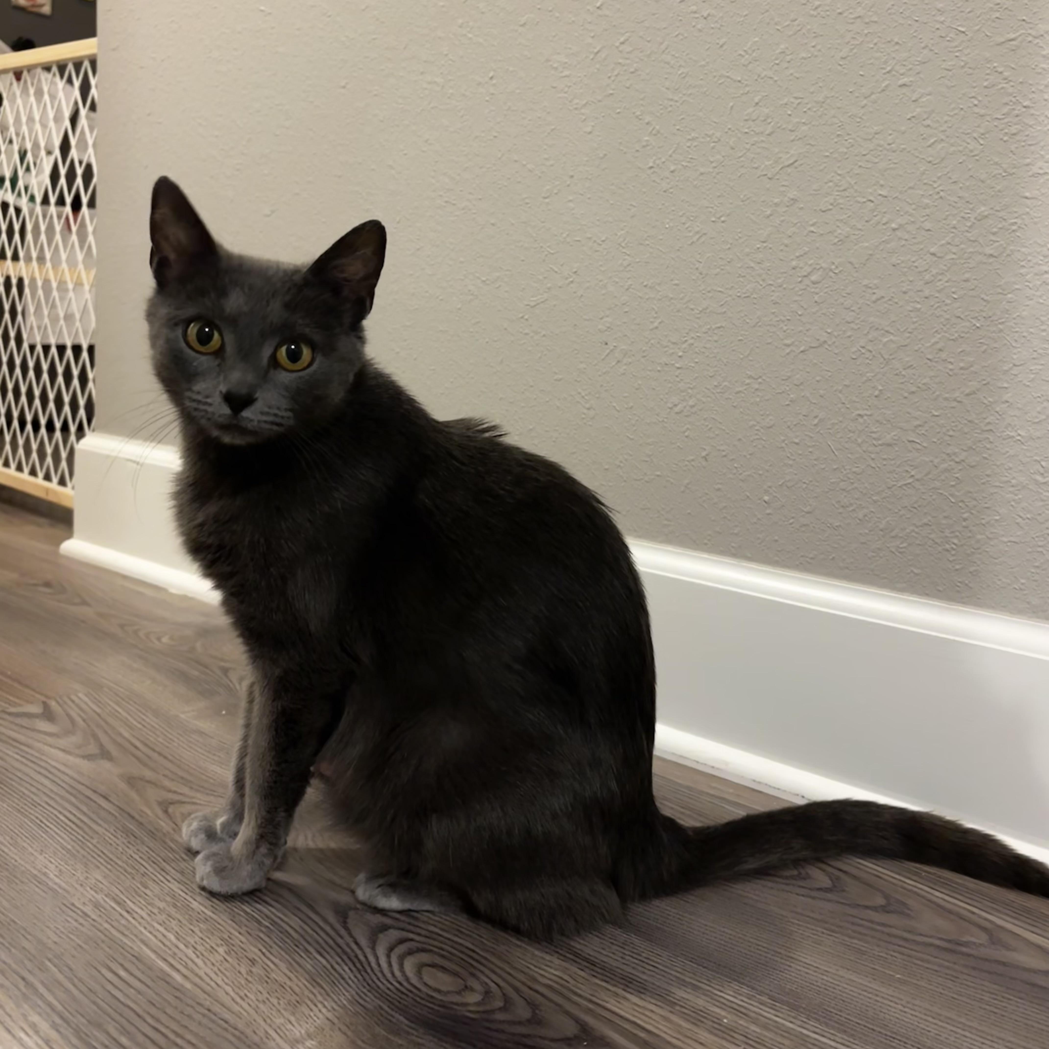 Enlarge Queen Mushroom, a ADOPTABLE Russian Blue in Bentonville, AR image 4/4