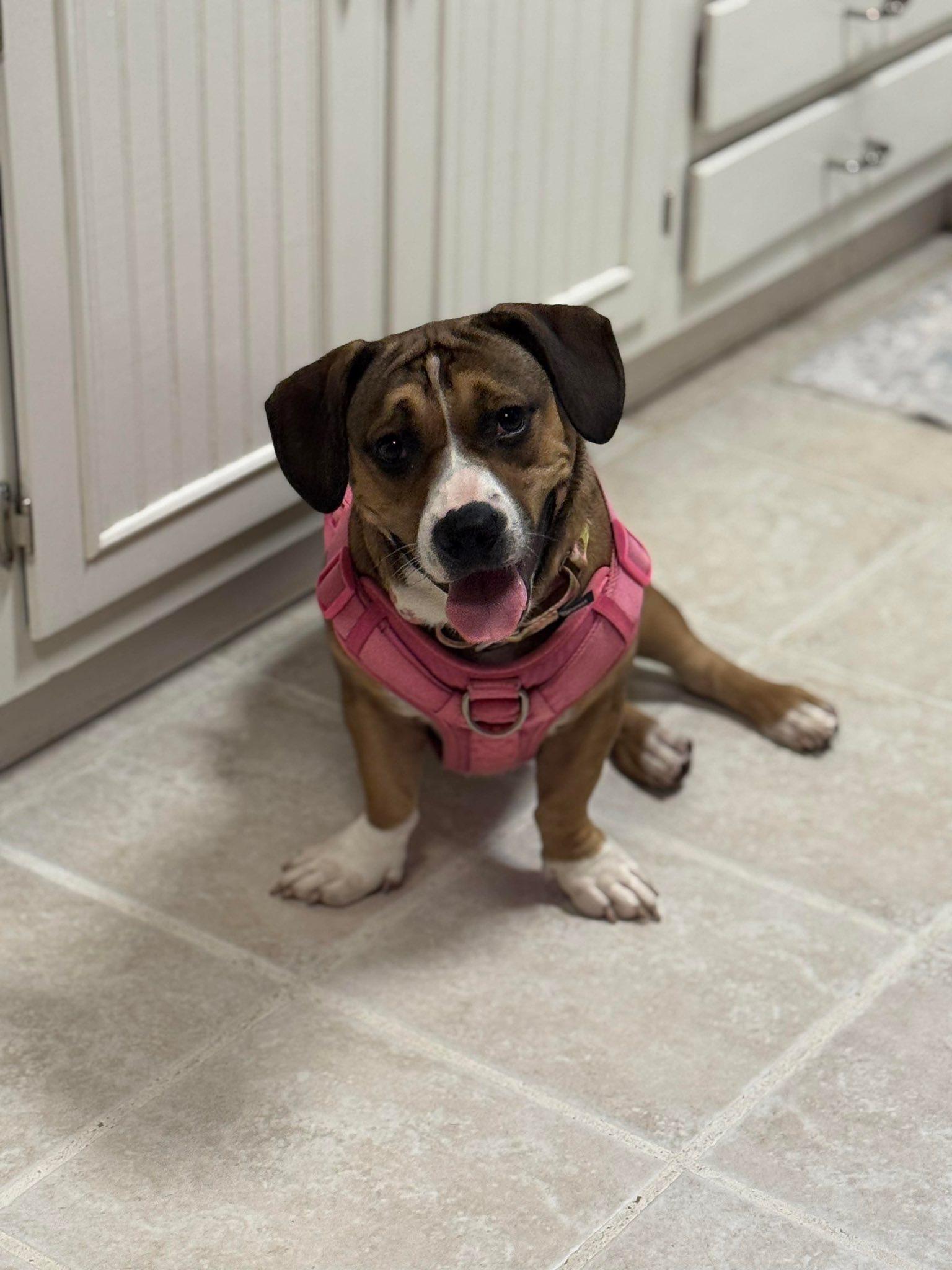 Wild Girl, a ADOPTABLE mixed breed in Hillsdale, NY image 1/2