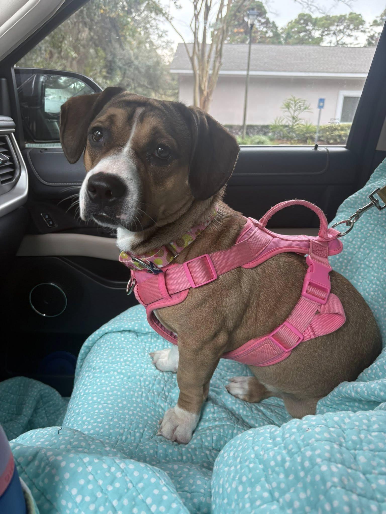 Wild Girl, a ADOPTABLE mixed breed in Hillsdale, NY image 2/2