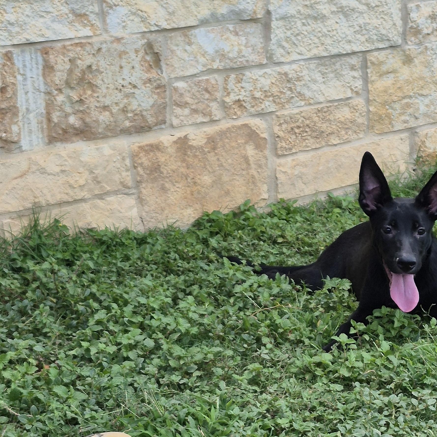 Rikku, ADOPTABLE, Young Female Shepherd.