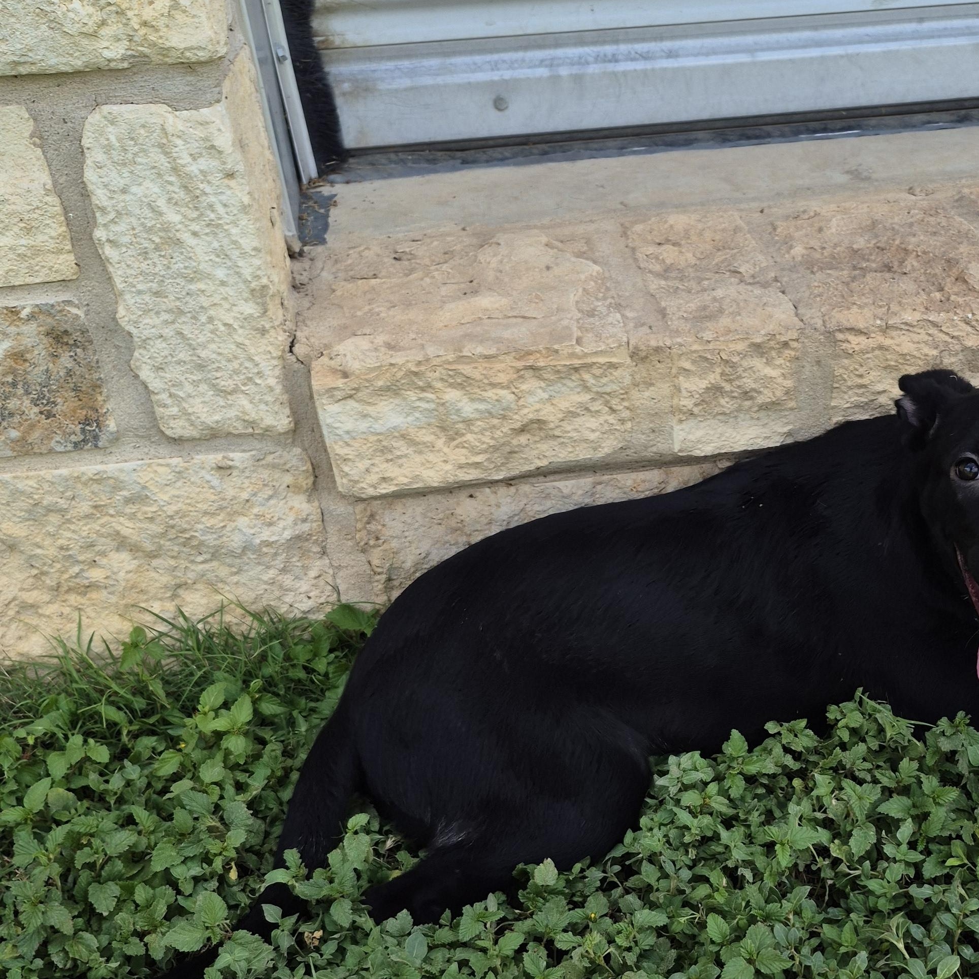 Enlarge Rikku, a ADOPTABLE mixed breed in Schertz, TX image 2/2