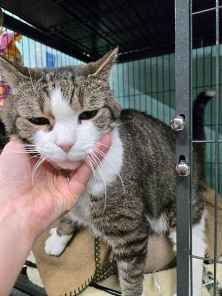 Tt, a Adopted Domestic Short Hair in Caribou, ME image 1/2