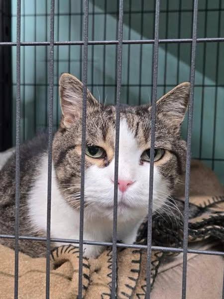 Tt, a Adopted Domestic Short Hair in Caribou, ME image 2/2