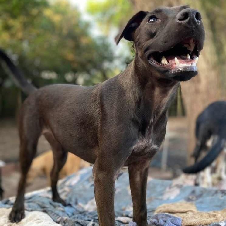 Pony, a Adoptable mixed breed in St. Charles, MO image 1/13