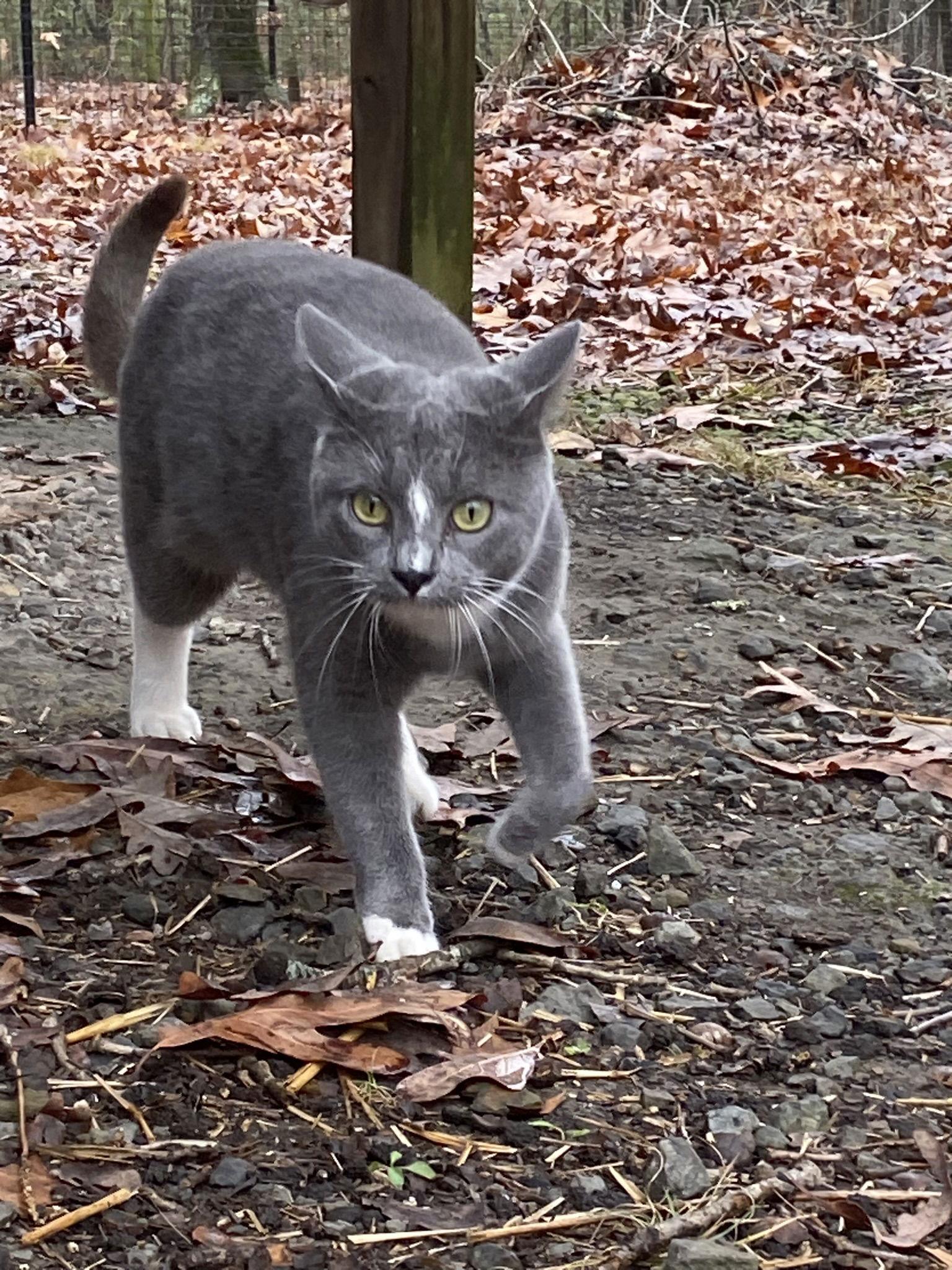 Ambrosia, Adopted, Young Female Domestic Short Hair.