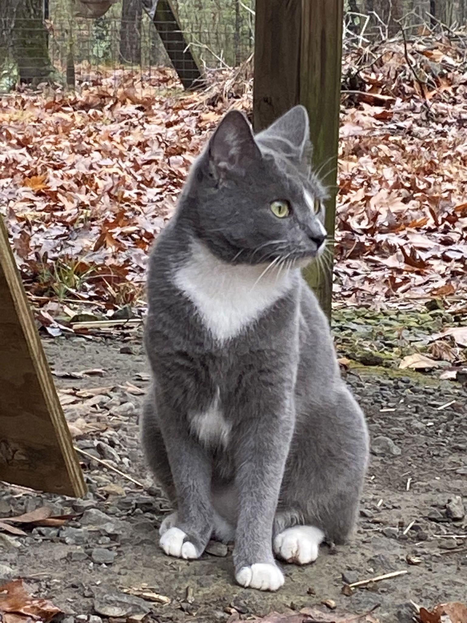 Ambrosia, a Adopted Domestic Short Hair in Drasco, AR image 2/3