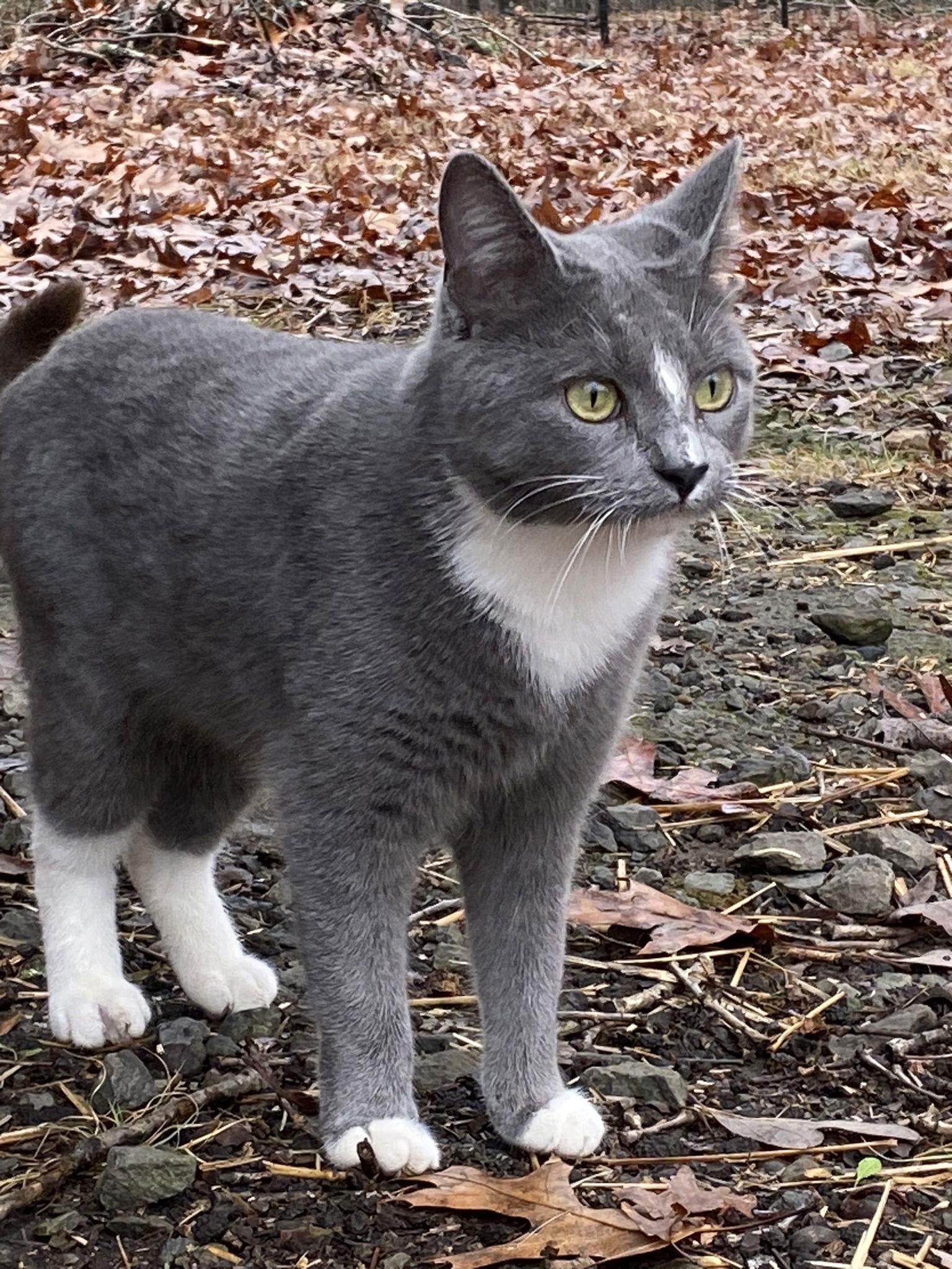 Ambrosia, Adopted, Young Female Domestic Short Hair.
