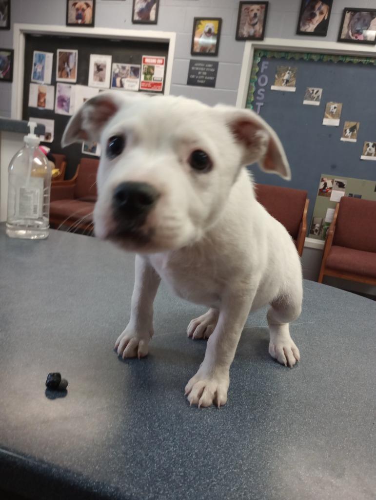 Aurora, Adoptable, Young Female Pit Bull Terrier.