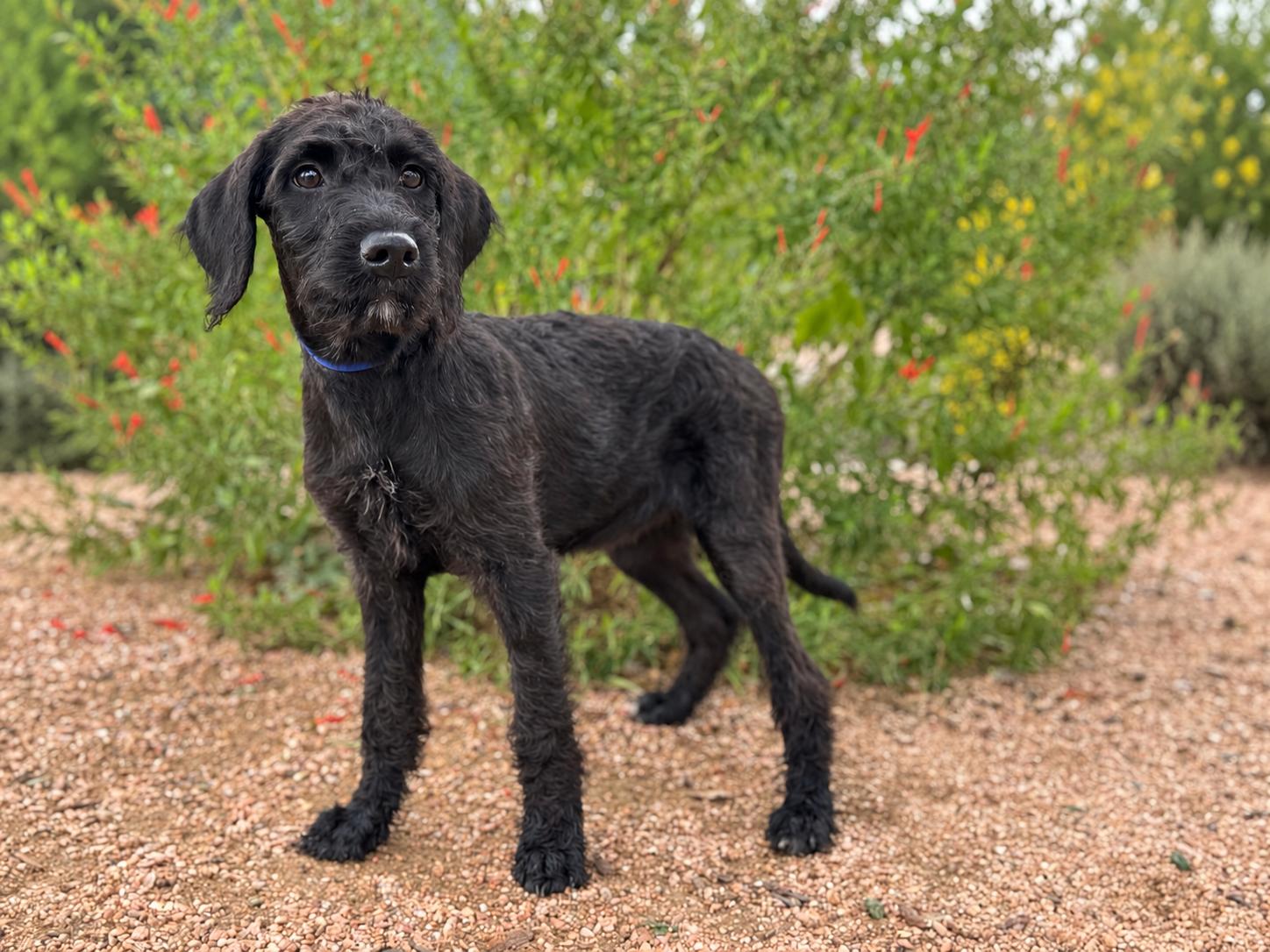 Enlarge Raven, a Adoptable mixed breed in Helotes, TX image 1/3