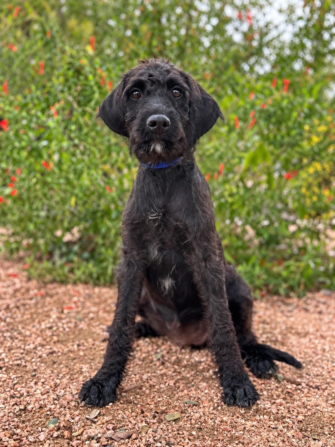 Enlarge Raven, a Adoptable mixed breed in Helotes, TX image 2/3