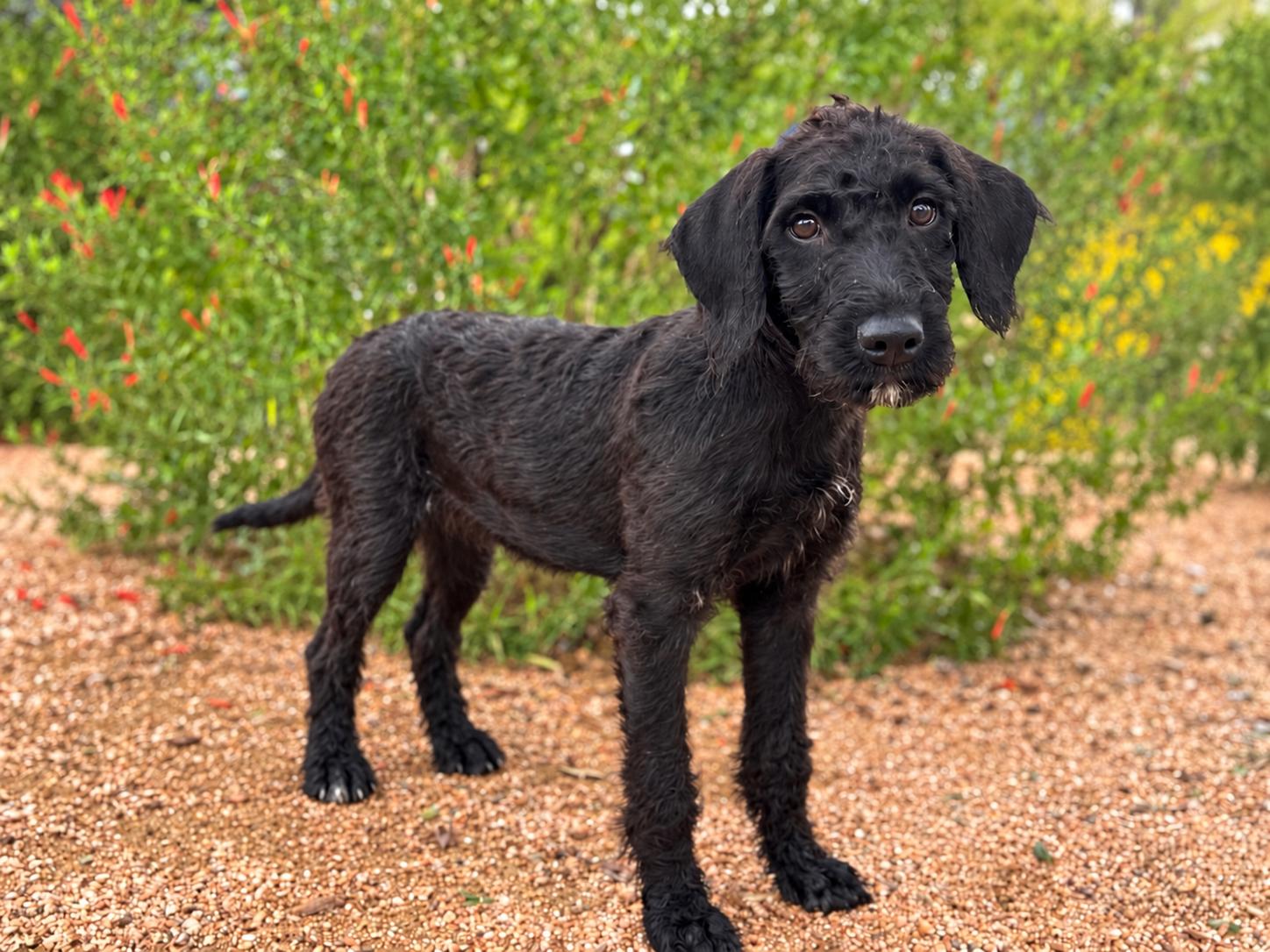 Enlarge Raven, a Adoptable mixed breed in Helotes, TX image 3/3