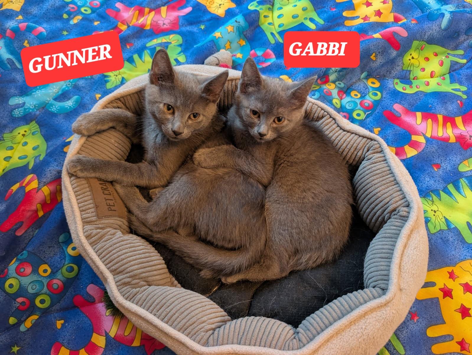 Enlarge GUNNER, a Adoptable mixed breed in Elgin, SC image 4/6