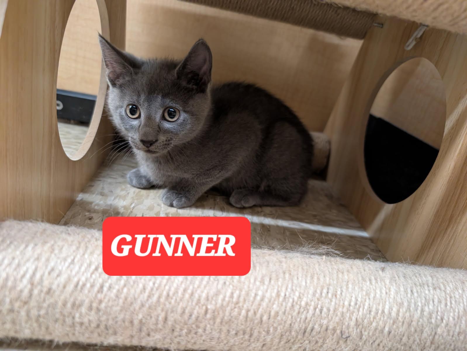 Enlarge GUNNER, a Adoptable mixed breed in Elgin, SC image 5/6