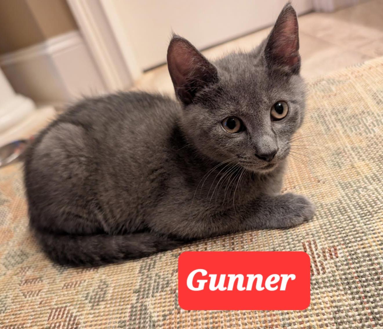 Enlarge GUNNER, a Adoptable mixed breed in Elgin, SC image 1/6