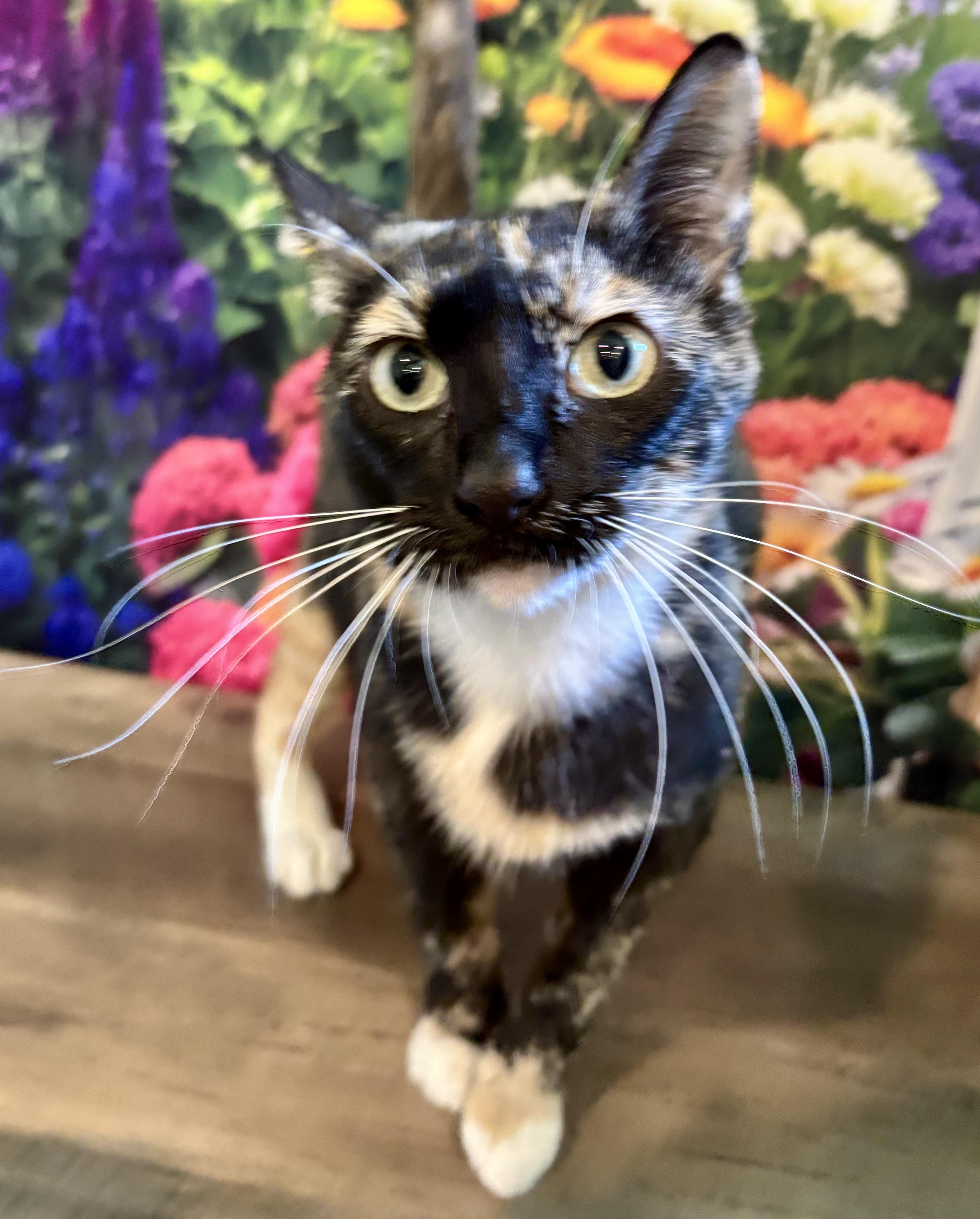 Fromaggia, a ADOPTABLE Calico in Cincinnati, OH image 2/4