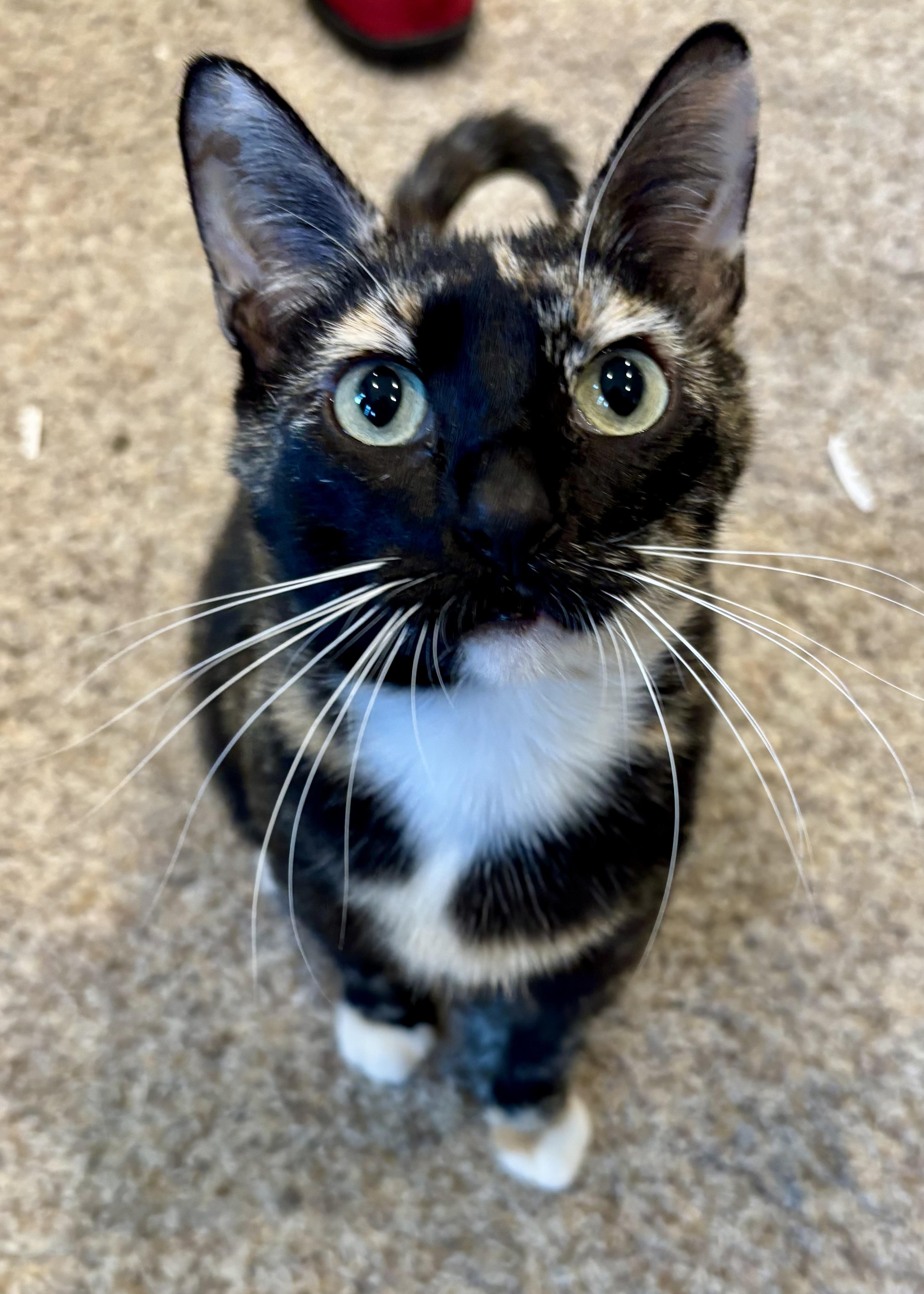 Fromaggia, a ADOPTABLE Calico in Cincinnati, OH image 1/4
