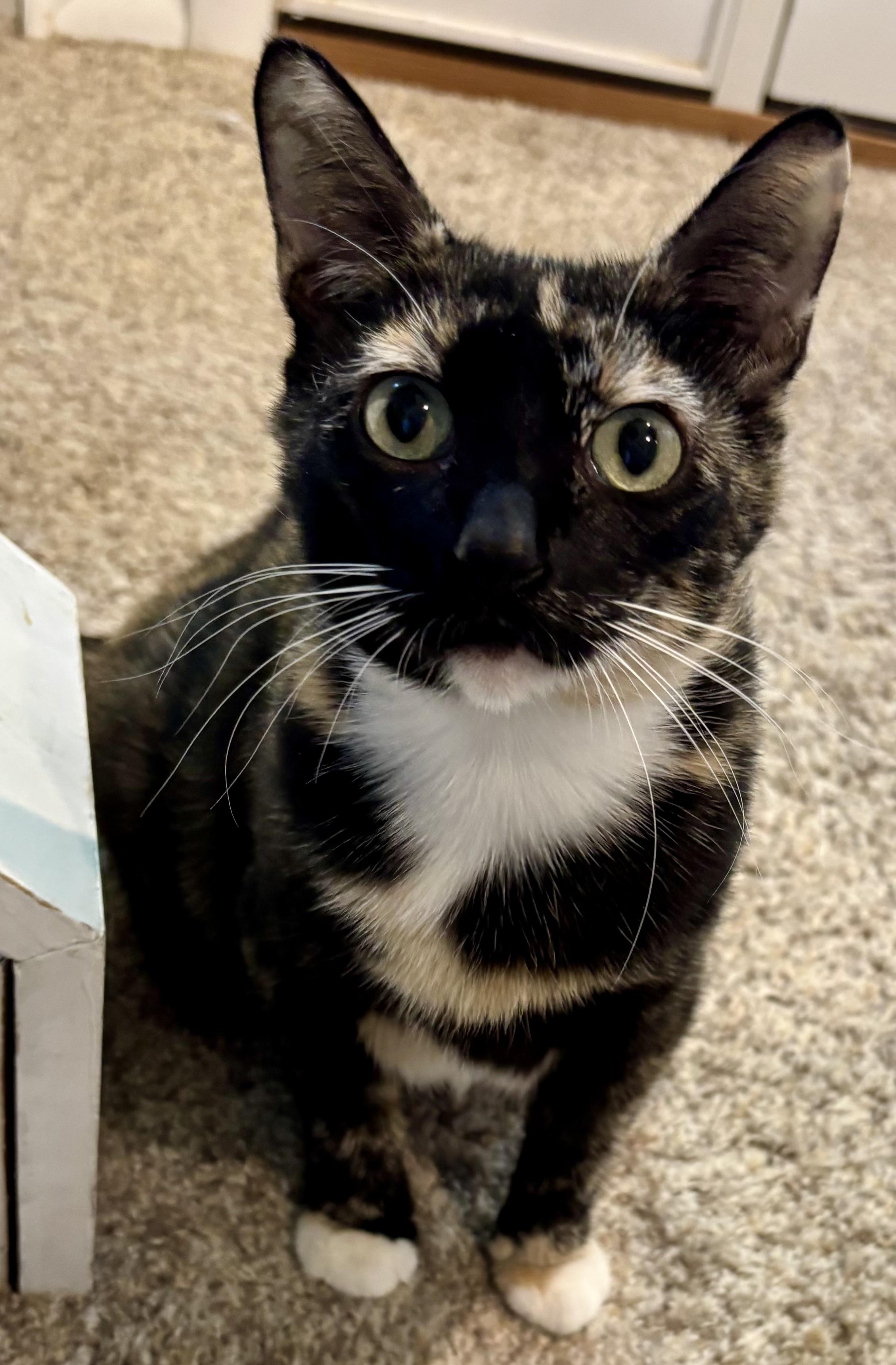 Fromaggia, a ADOPTABLE Calico in Cincinnati, OH image 3/4