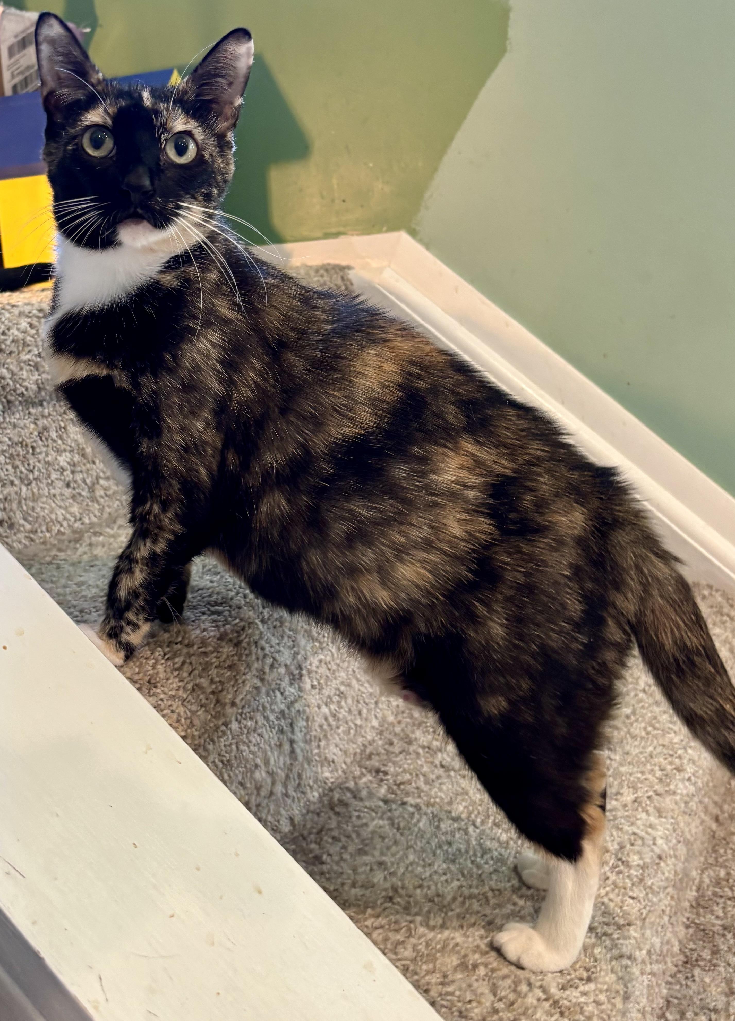 Fromaggia, a ADOPTABLE Calico in Cincinnati, OH image 4/4