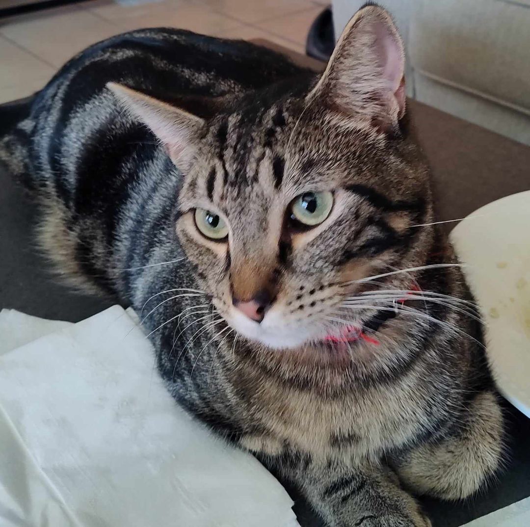 Enlarge Oliver, a Adopted Tabby in San Antonio, TX image 1/3