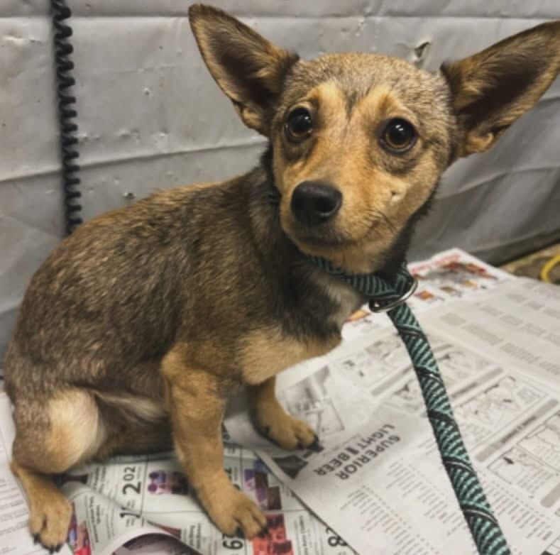 Gretta, a ADOPTABLE mixed breed in West Falls, NY image 1/3
